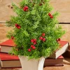 Decorator's Warehouse Christmas Accents^14" Cedar Berry Tree