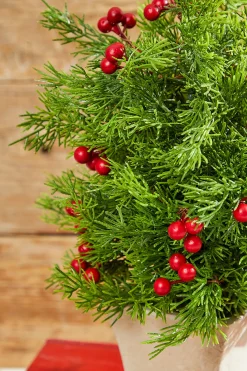 Decorator's Warehouse Christmas Accents^14" Cedar Berry Tree