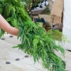 Decorator's Warehouse Christmas Teardrops|Natural Greenery^72” Luxury Cyprus Norfolk Swag